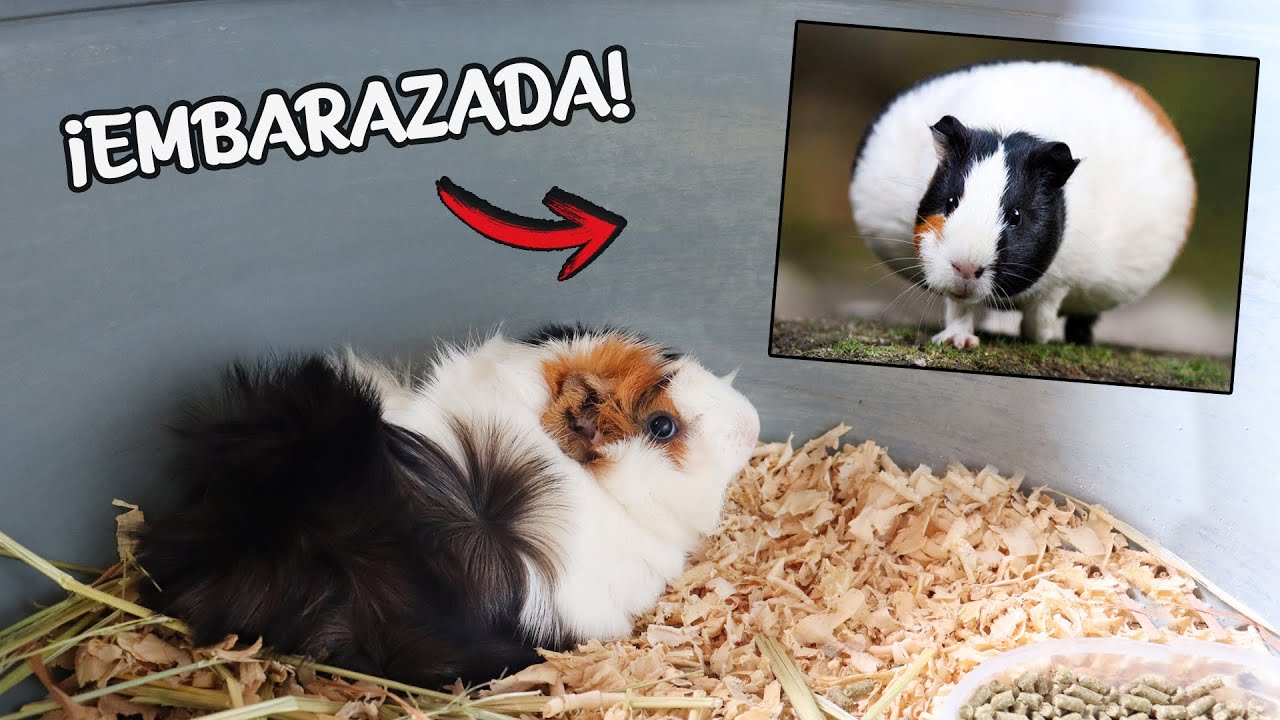 ¡Mi CUYO/COBAYA esta EMBARAZADA! | ¿Qué debo hacer en el proceso? | AcuariosLP