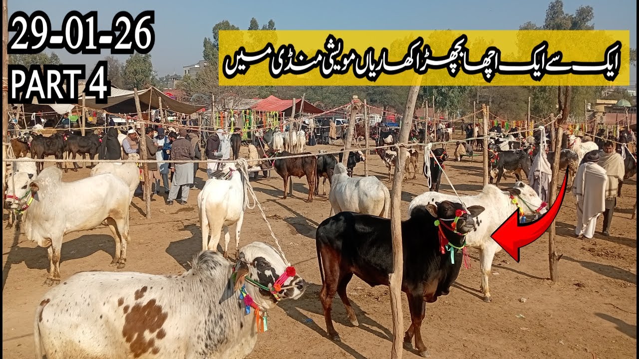 Ek Se Ek Acha Bachra Kharian Maveshi Mandi Mian 2 February