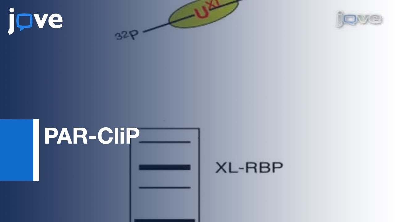 Method To Identify Transcriptome-wide: Binding Sites Of RNA Binding Proteins l Protocol Preview
