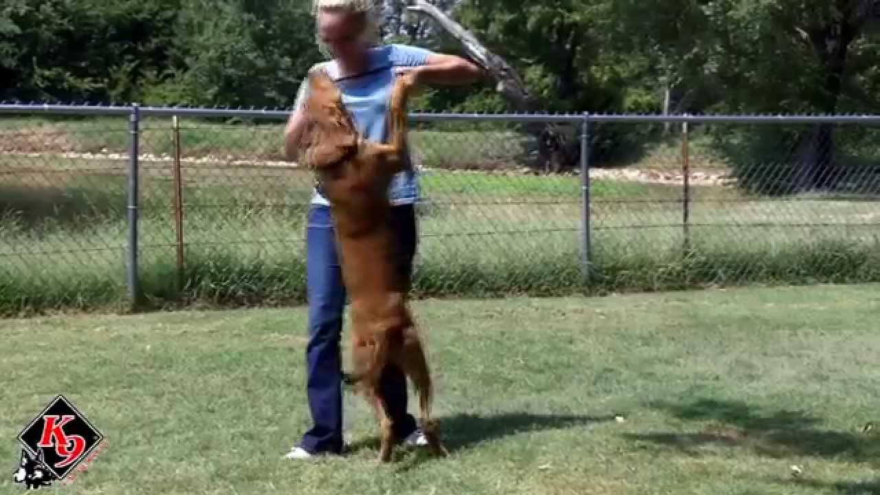 STOP Your Dog from Jumping - 3 Day Challenge