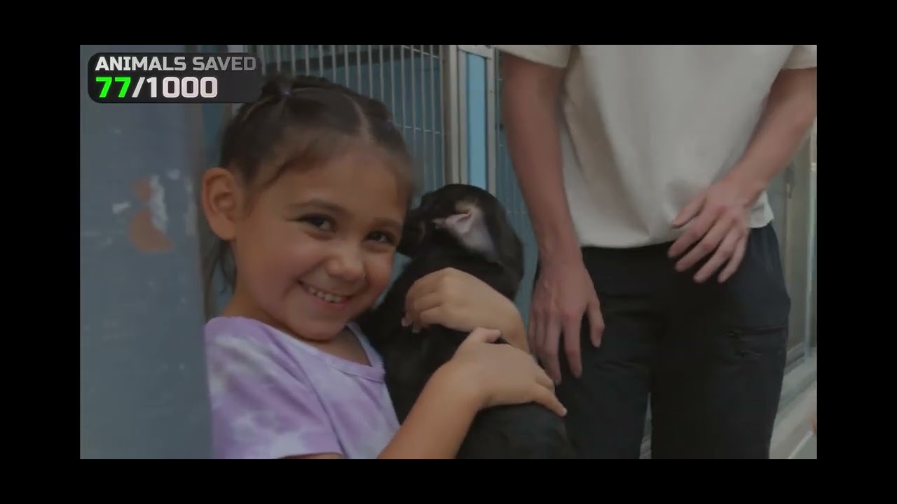Save 1000 animals 