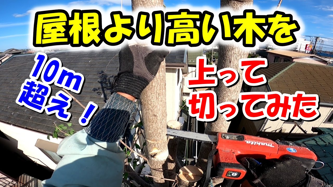 10ｍ超え！屋根より高い木を切ってみました。【イチョウの伐採】