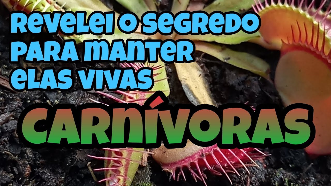 Aprenda a salvar sua planta carnívora enquanto ainda dá tempo |Dionaea muscipula|