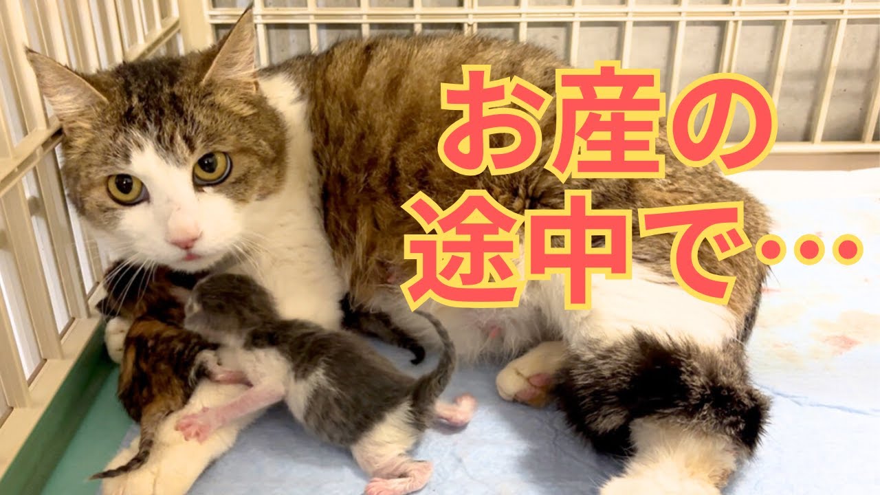 【129】初産で予想外の○匹出産！お産途中で力尽きつつ見事な母猫に⭐︎山梨県動物愛護指導センターに訪問し貴重な学びを得ました