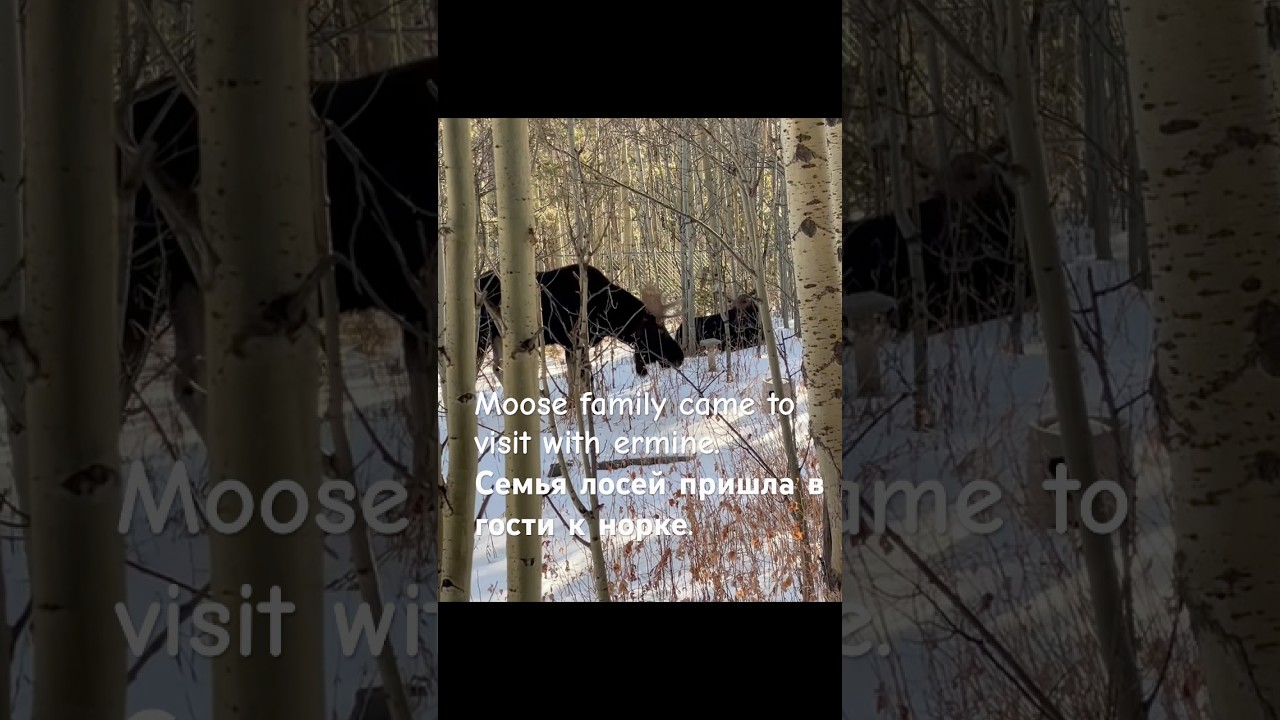 Moose family came to visit with ermine. Семья лосей пришла в гости к белой норке. #moose #лось