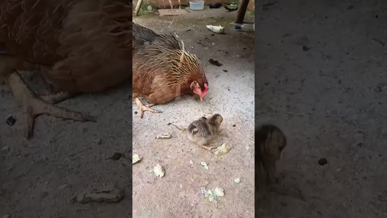 primitive skills on how i cut or save on chicken feed costs|DIY POULTRY FEED#shorts#viral