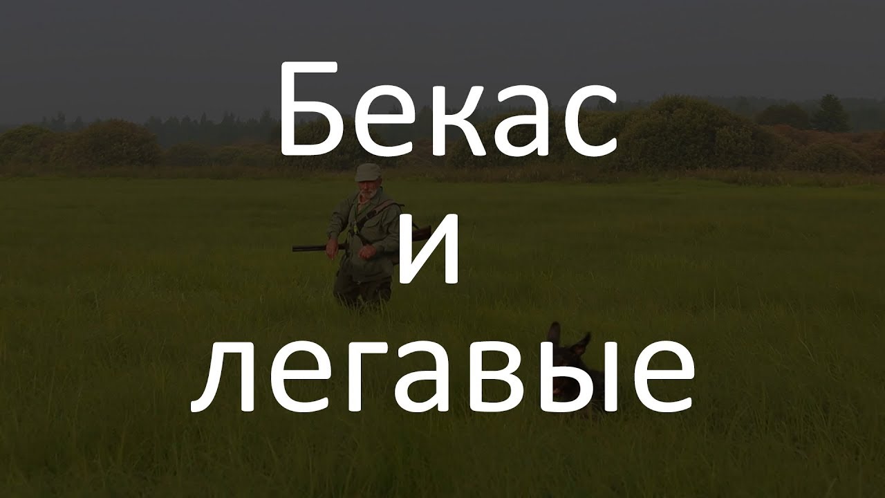 Славная Охота - Бекас и легавые