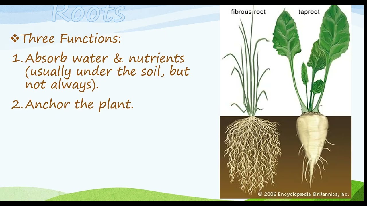 Bio 1 Module 12A Botany Basics