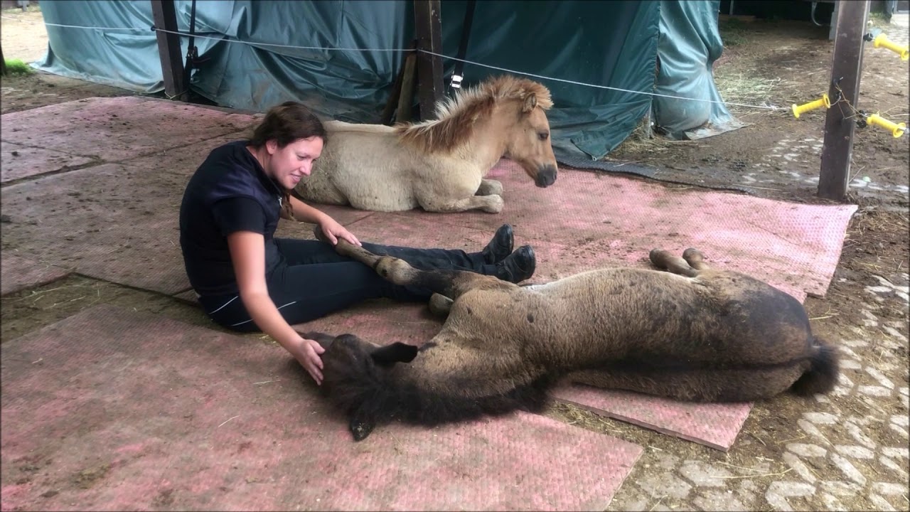 Soulmates - Horses (foals) and Human