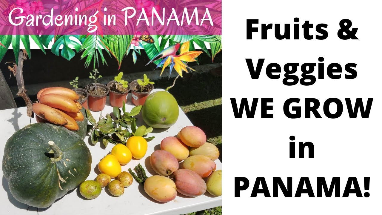 Tour of Fruits & Veggies I'm Growing in Bocas del Toro, Panama!