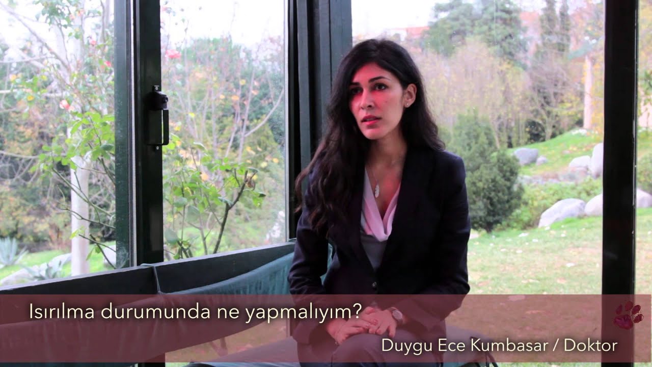 Köpek ısırması durumunda ne olur? Köpek ısırdığında ne yapılmalıdır?