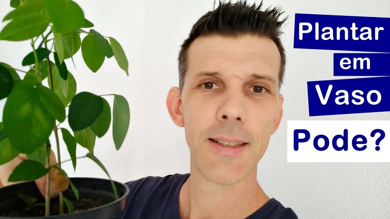 Como plantar em vaso | Flor Fada Azul - Clitoria ternatea