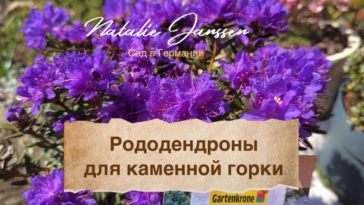 Карликовые рододендроны для каменной горки 🌿 Горечавка 🌿