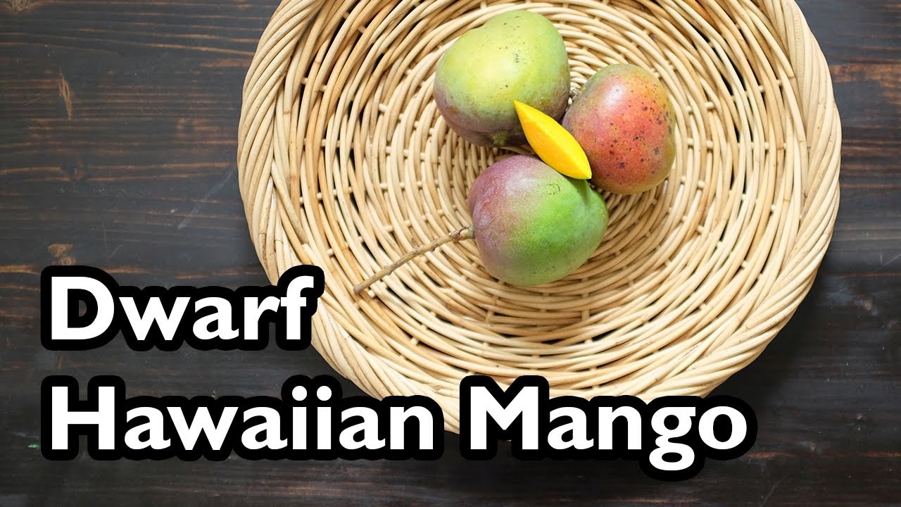 Truly Tropical Mango Varieties- &lsquo;Dwarf Hawaiian&rsquo;