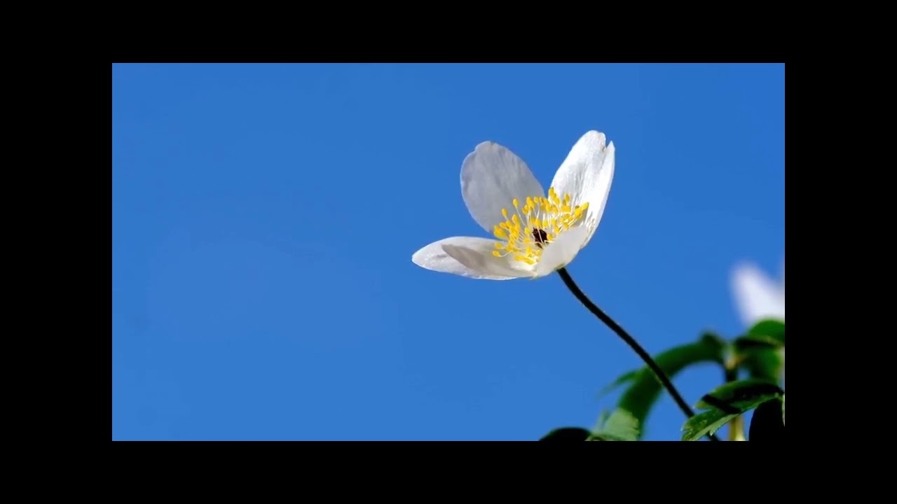 Soin de l’Âme – Fragile Équilibre | Relaxation & méditation pour retrouver l’équilibre intérieur