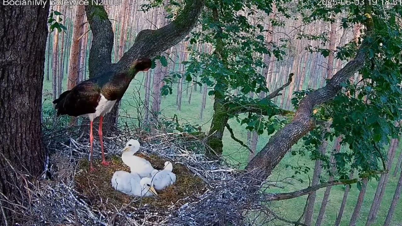 “Donde la esperanza y la muerte se cruzan: cigüeña negra” Nacer para luchar🐦