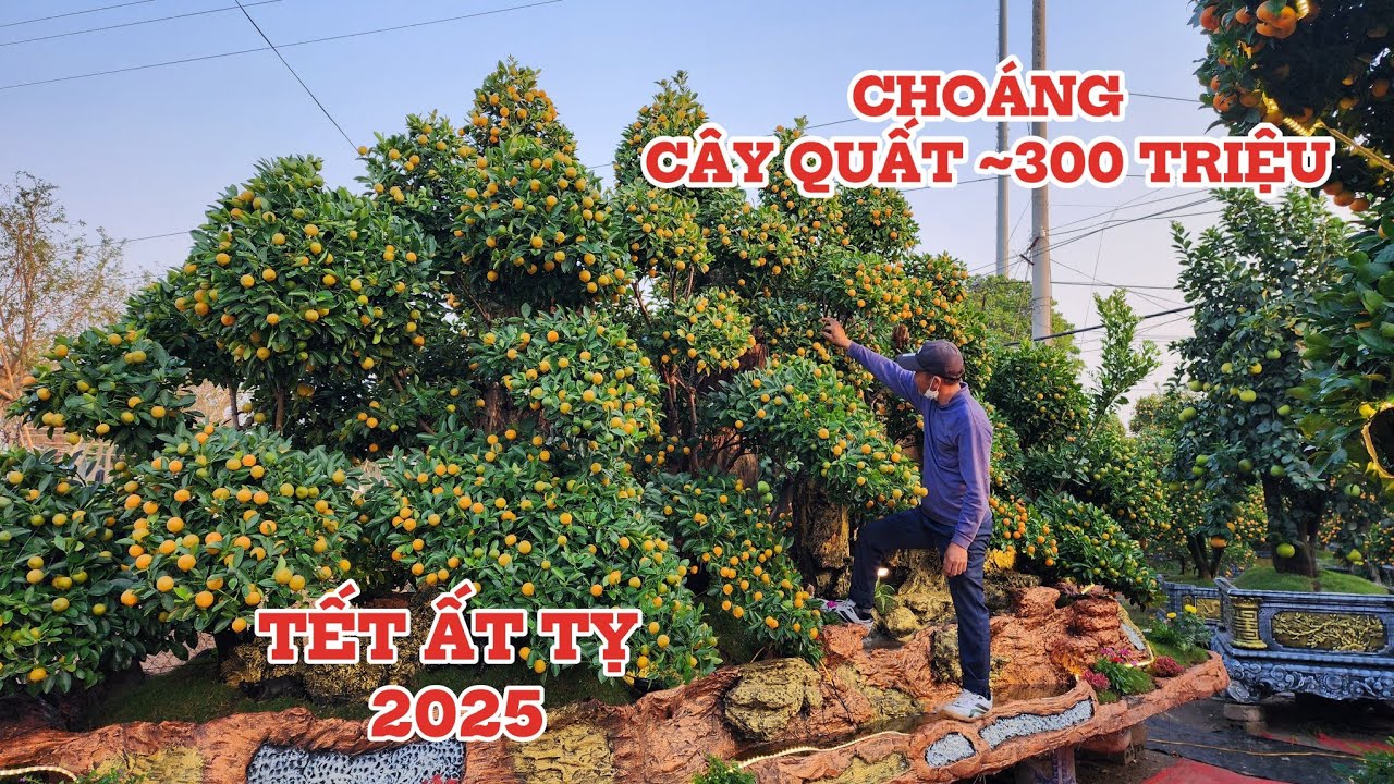 Cây quất tết hơn 200 triệu chờ khách tết ất tỵ 2025