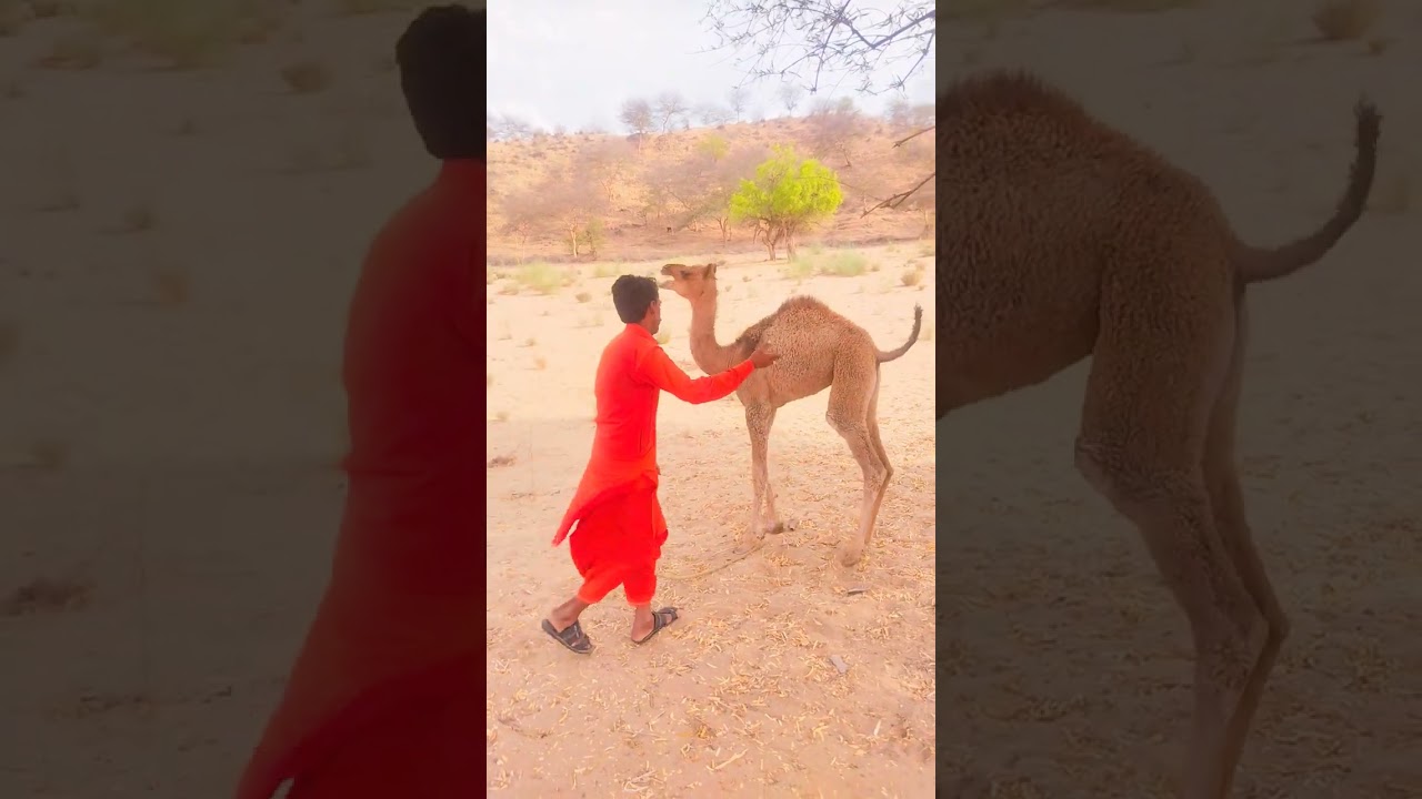 Camel Baby Feel Crazy INnocent #viral #camel #foryou #animals #viralvideo #big #angry #beautiful