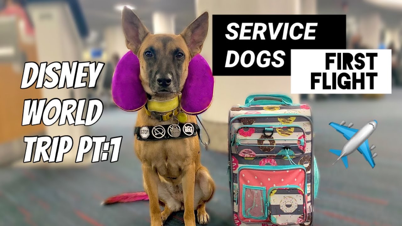 Service Dog's First Flight | Disneyworld Trip Day 1