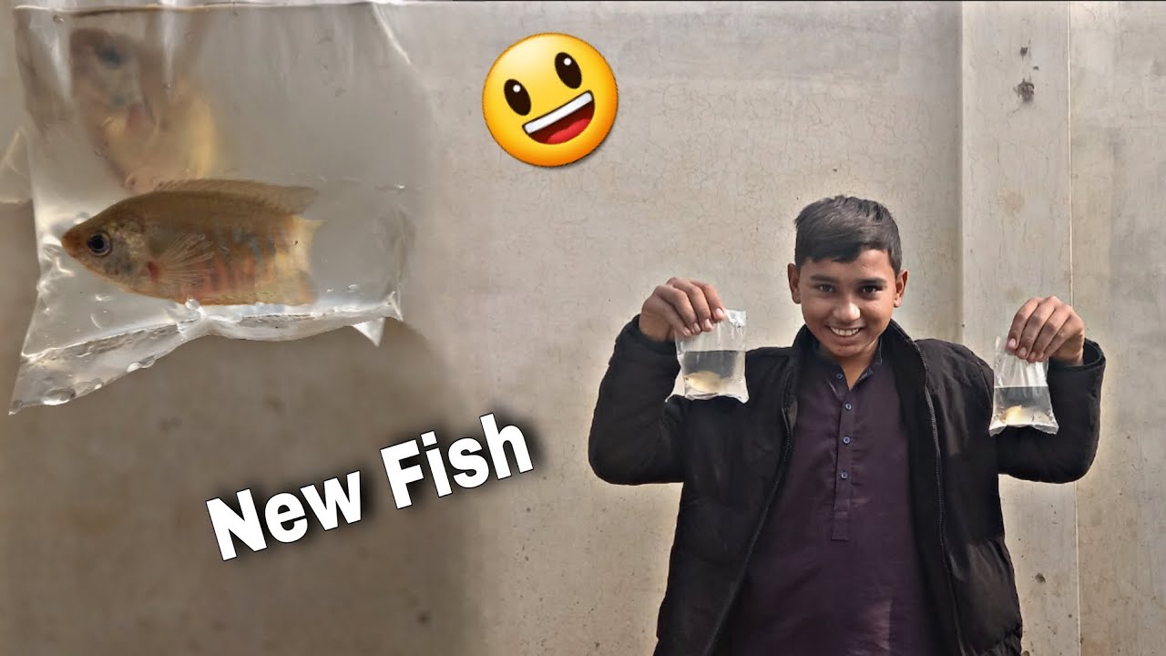 New Fish's lay bhut achi ha | Golden Fish Aquarium | How to make Aquarium