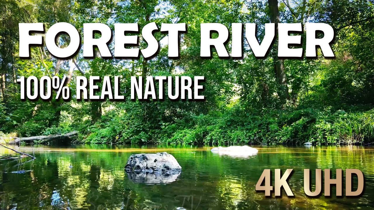 Gentle River Sounds with Singing Birds | Real Forest Nature for Sleep & Study (4K)