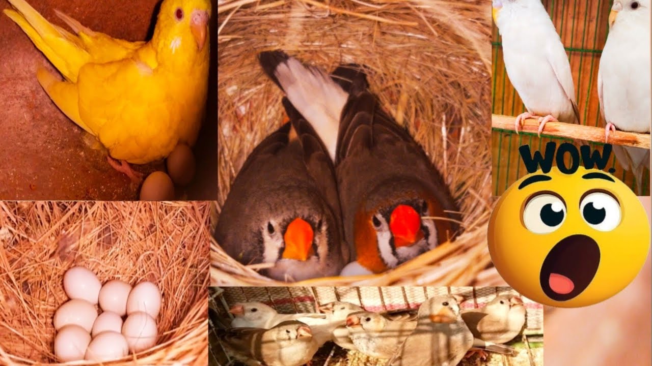 Finches Ny Eggs ki Baarish Krdi 😳| All Birds Breeding Progress Alhamdulilah 😍| Must Watch it ❤️