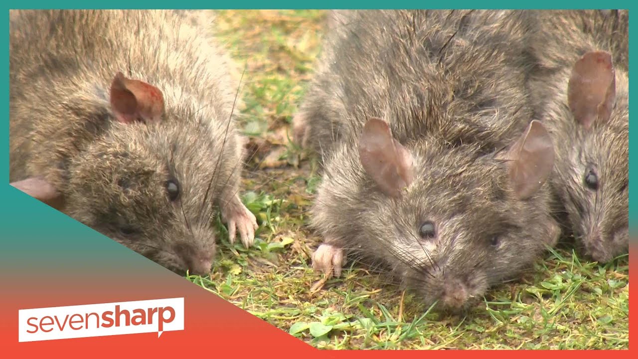 Innocent Stewart Island children catching pretty pests
