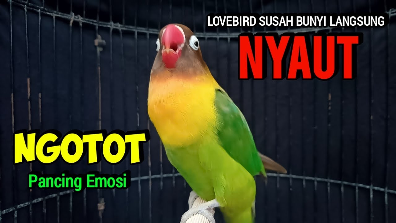 Suara Burung Lovebird Ngekek Panjang, Tampil NGOTOT memancing Emosi lovebird  SUSAH BUNYI Jadi GACOR