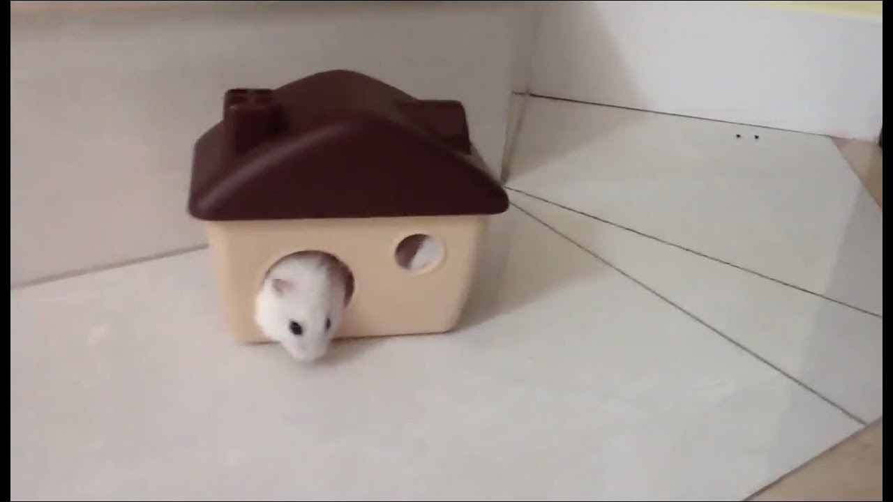 Tim the Fat Hamster 2