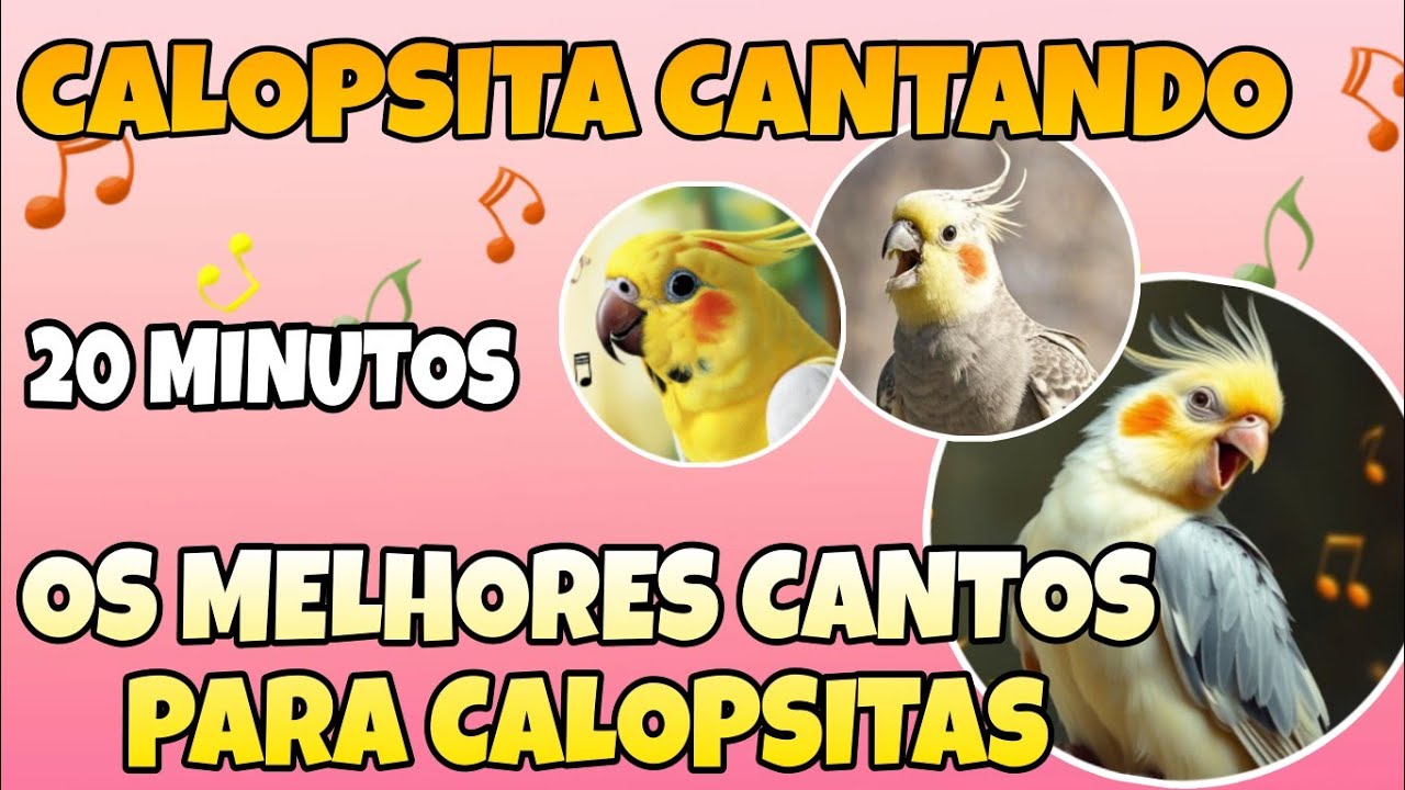 calopsita cantando 🎶 cantos que calopsitas mais gostam 🐦