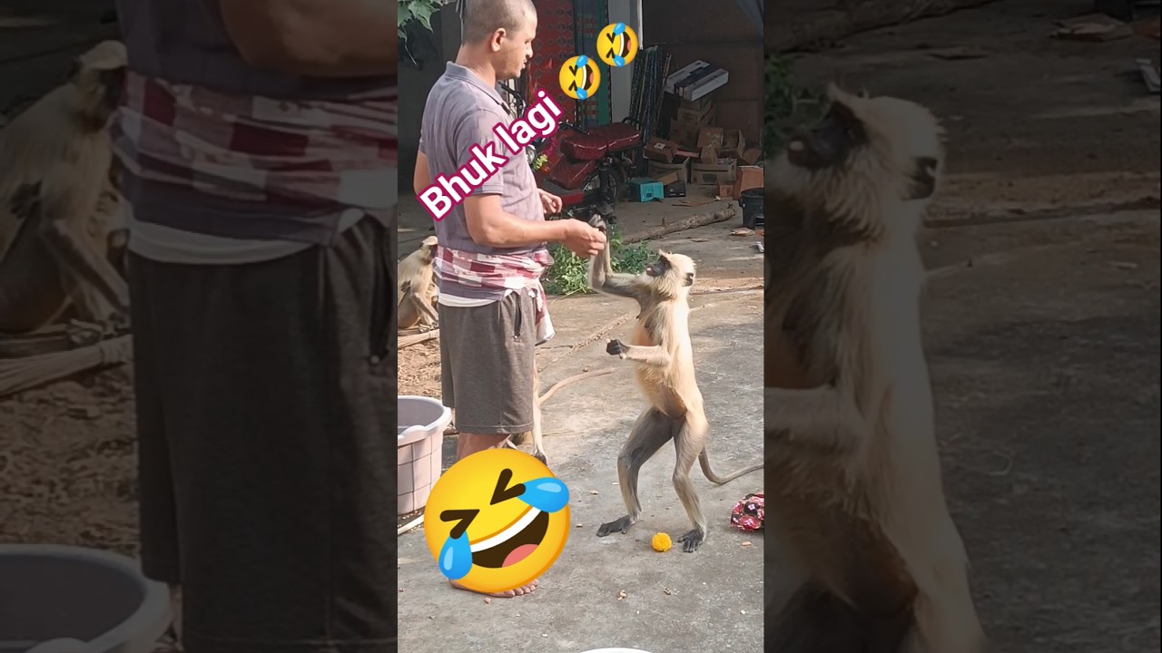 #monkey #monkeyvideo #monkey #monkeyvideoforkids #monkeyeating