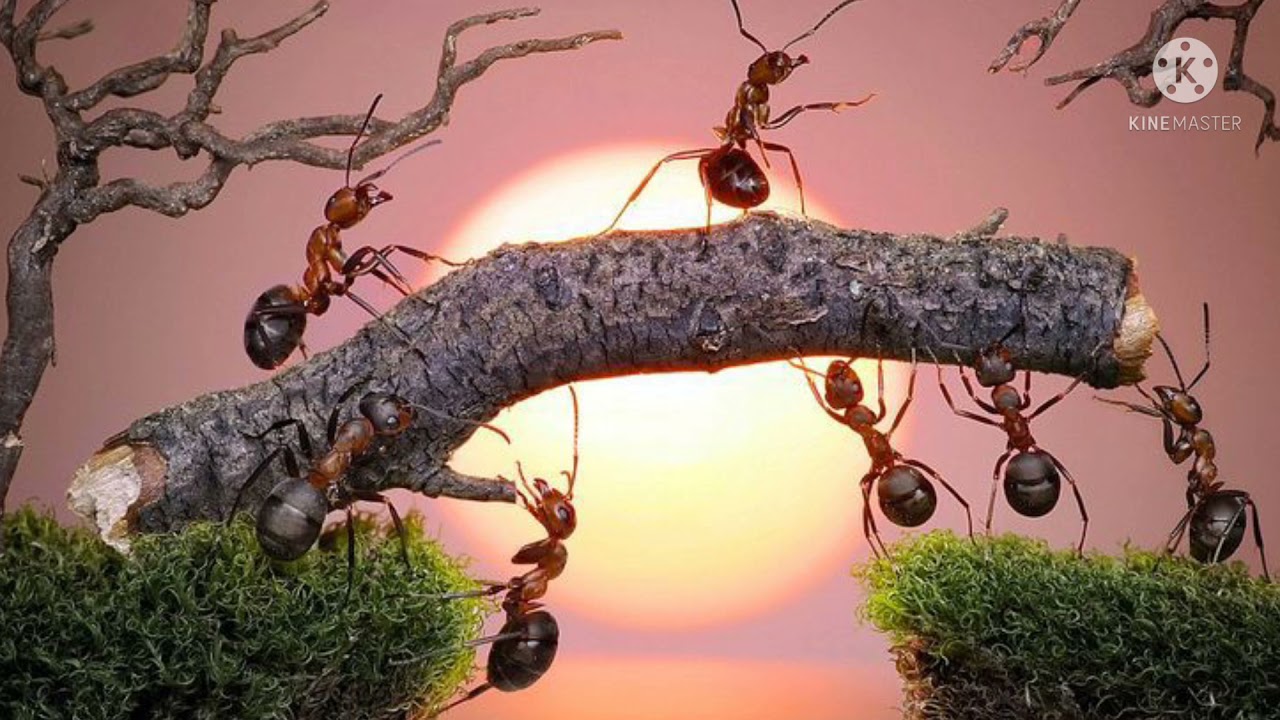 #The Battle Of Ants# By #Henry David Thoreau# Story in #Tamil#
