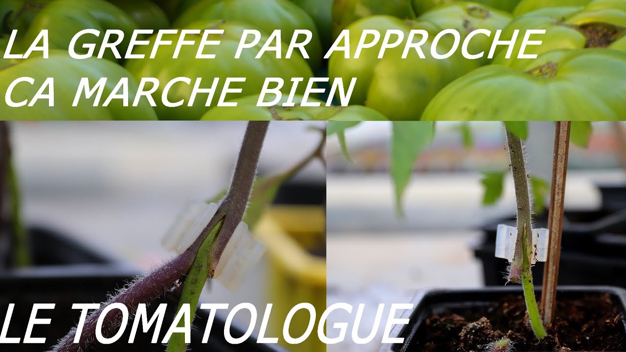 greffe de la tomate par approche
