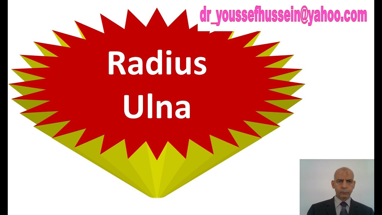 3. General features of Radius - Ulna - Bones of hand