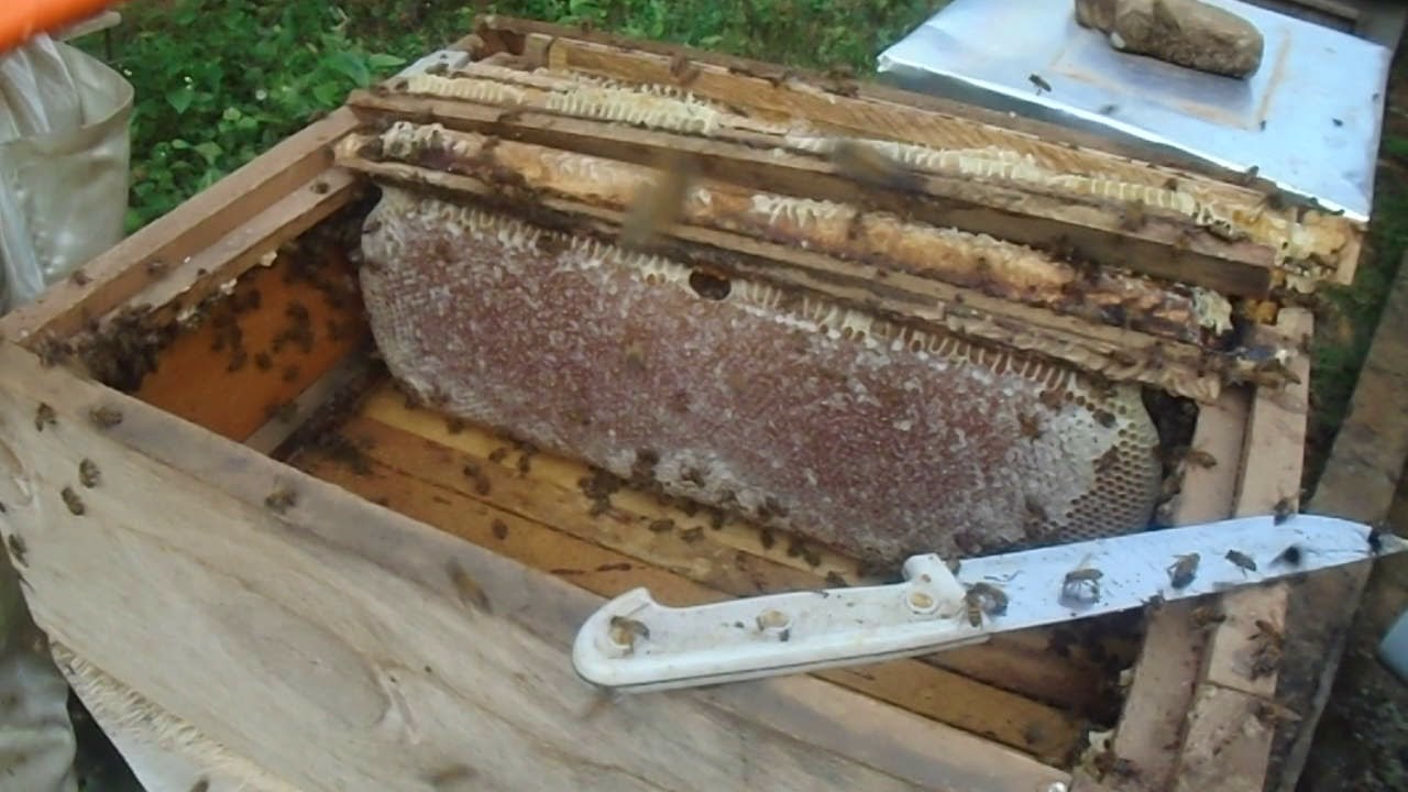 RECOLTE DANS LA HAUSSE DE  RUCHE FONGE FKm