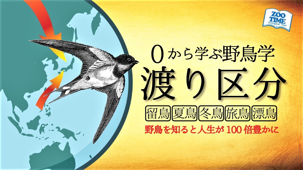 【0から学ぶ野鳥学🔰】鳥類の渡り区分を解説📚  留鳥、夏鳥、冬鳥、旅鳥、漂鳥を理解しよう @ZOO TIME​