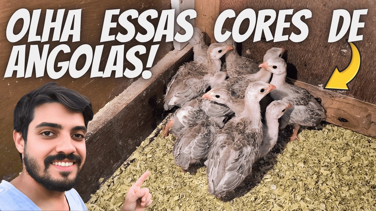 Novas Cores de Galinha da Angola Chocolate, Canela e Ovos de Angola Branca Para Chocar!
