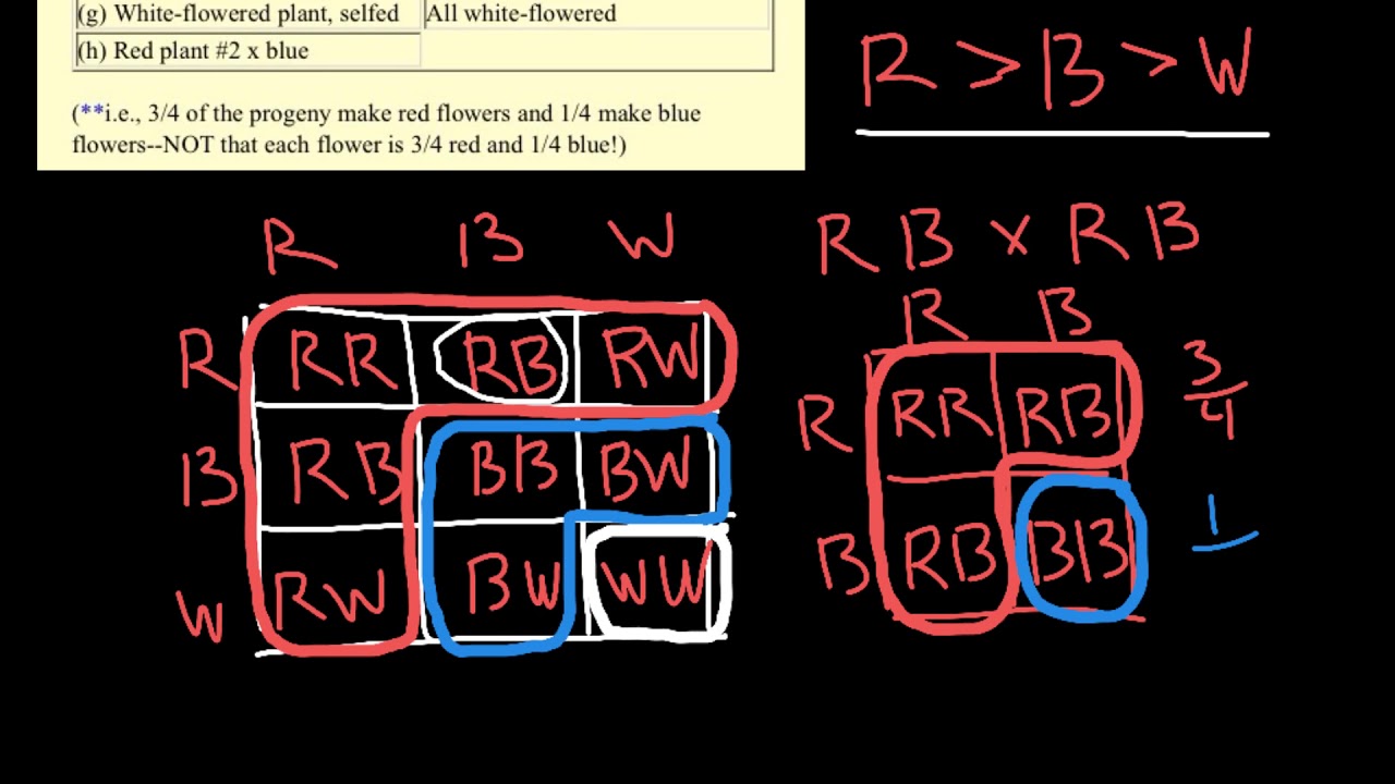 How to solve Mendelian problems with three alleles