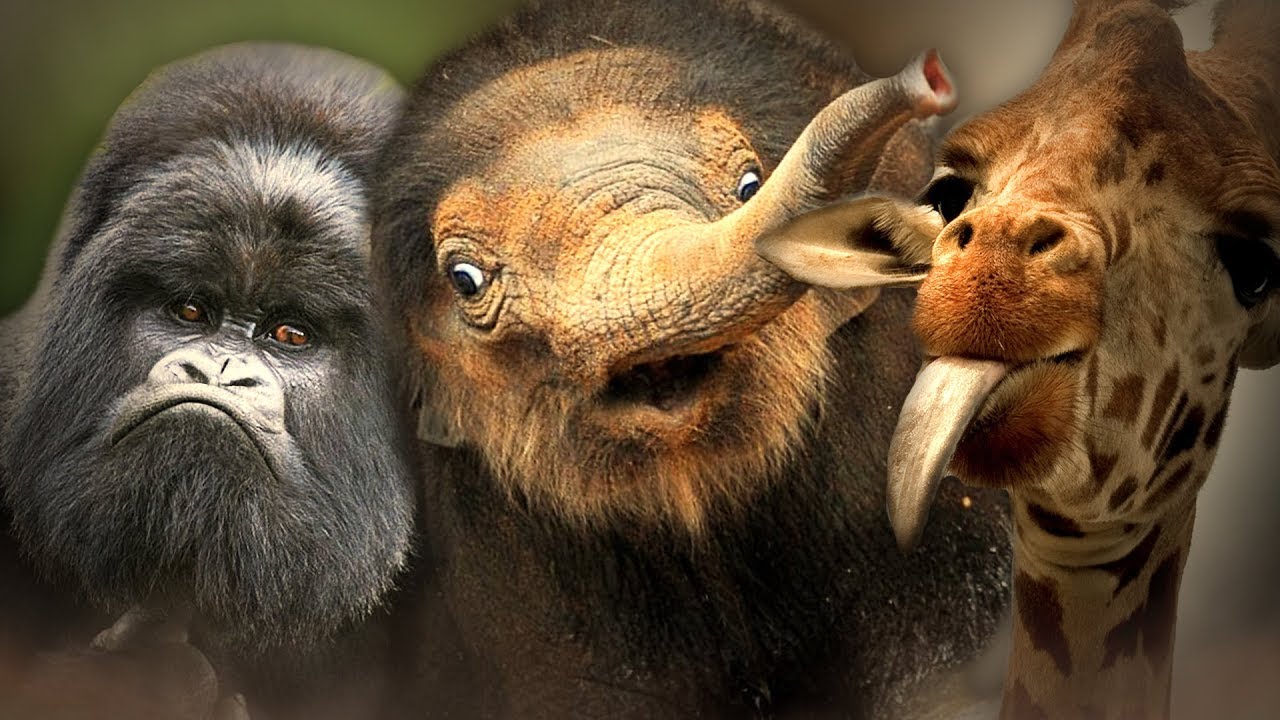 Tak Bardzo Normalne Zoo || Zooicide