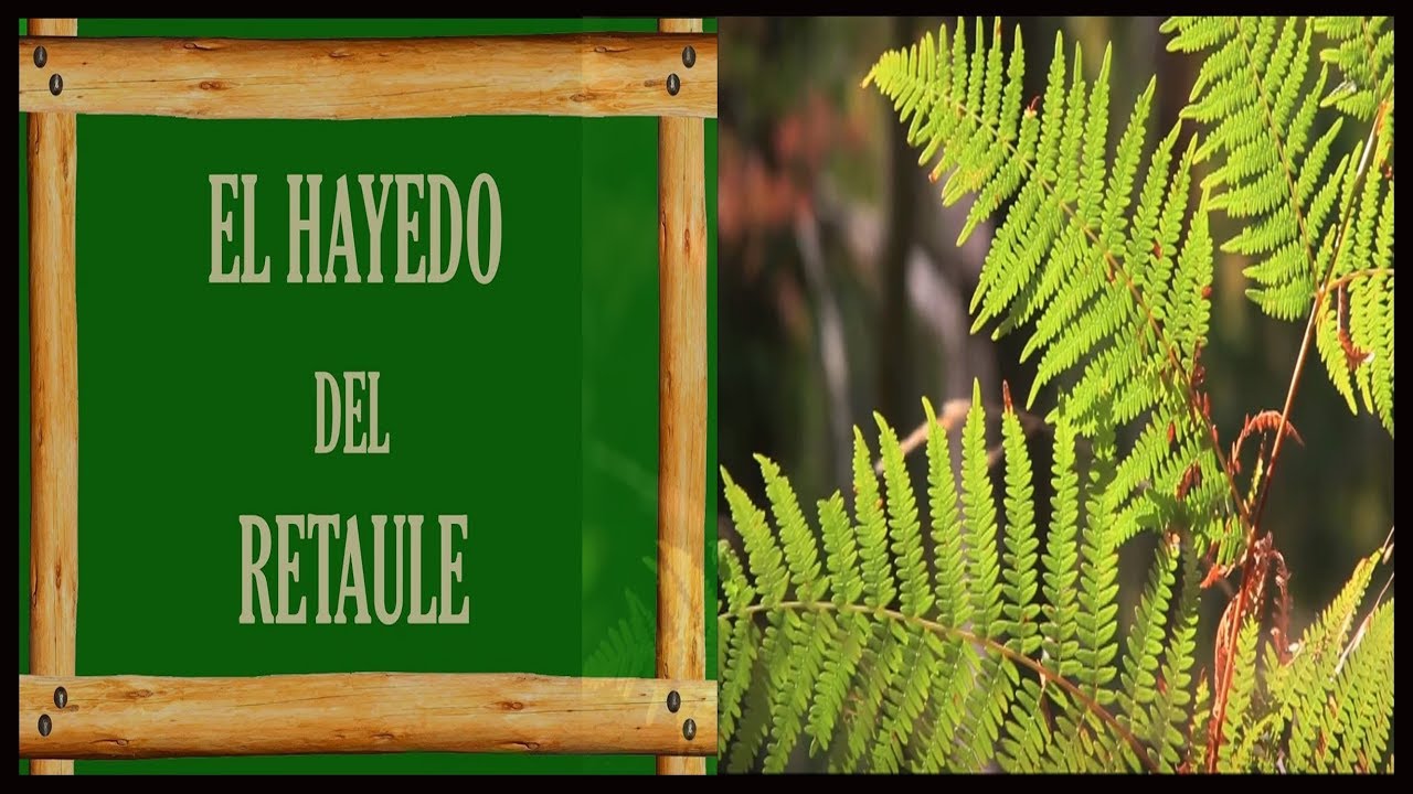 EL HAYEDO DEL RETAULE. Camara DSLR Canon 750 D