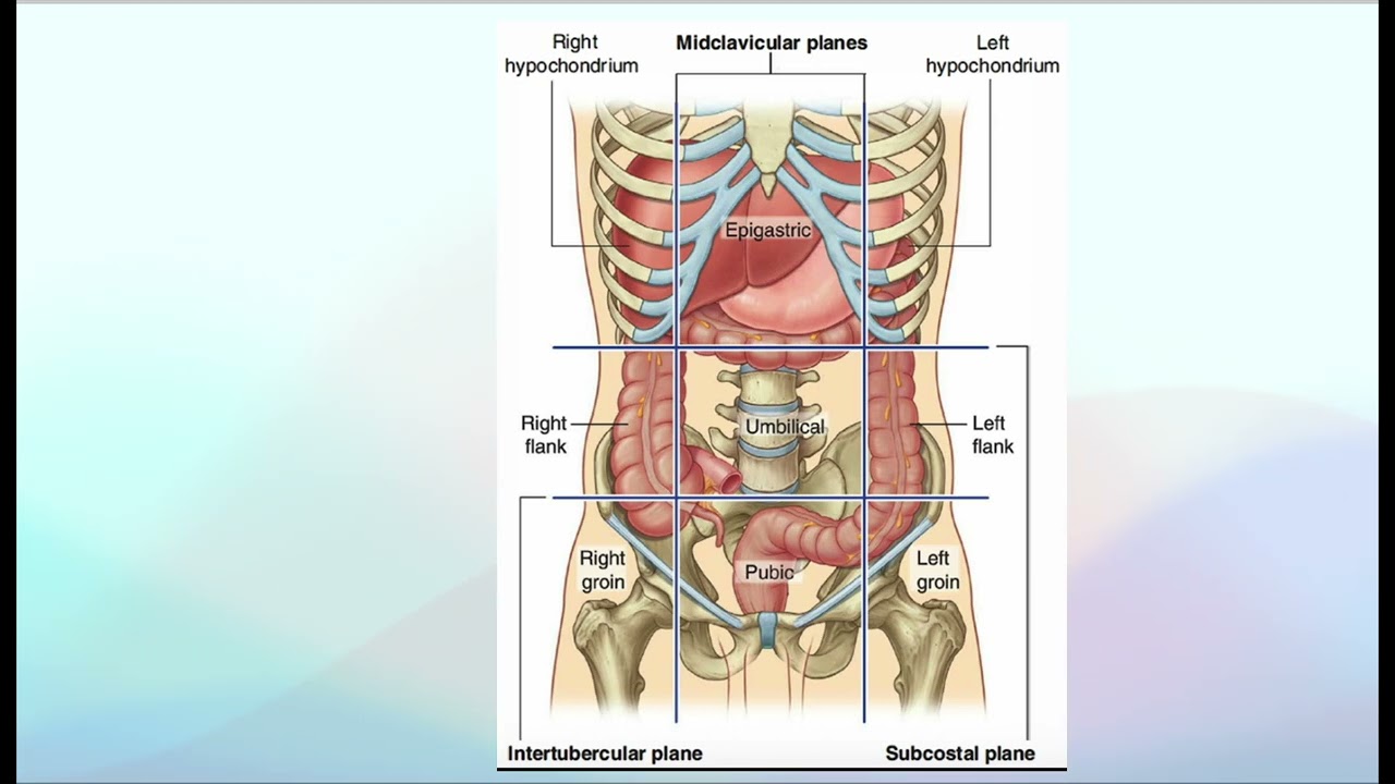 stomach