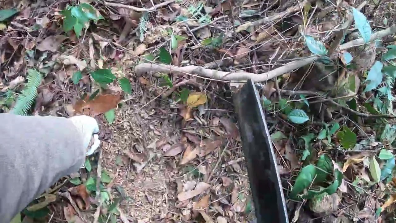 Lên đồi hồi đào rễ cây hoàng kỳ nam