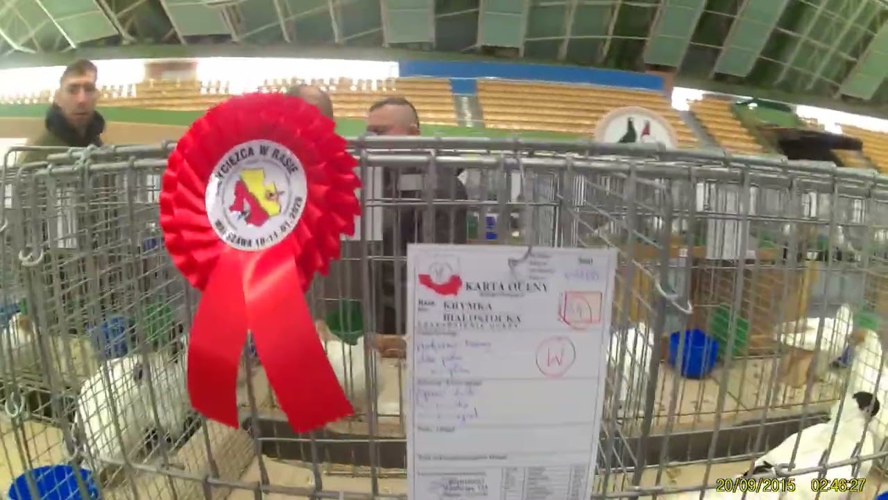 Wystawa gołębi ozdobnych cz. 3 Pruszków 2026