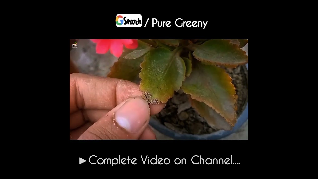 Most Common Problems of Kalanchoe Plant...! #puregreeny