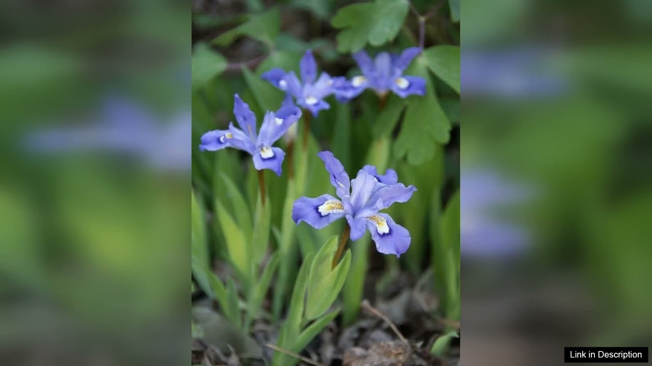 10 Crested Dwarf Iris Plants Bareroot Cristatas Organic Transplant Wildflower eBay Review