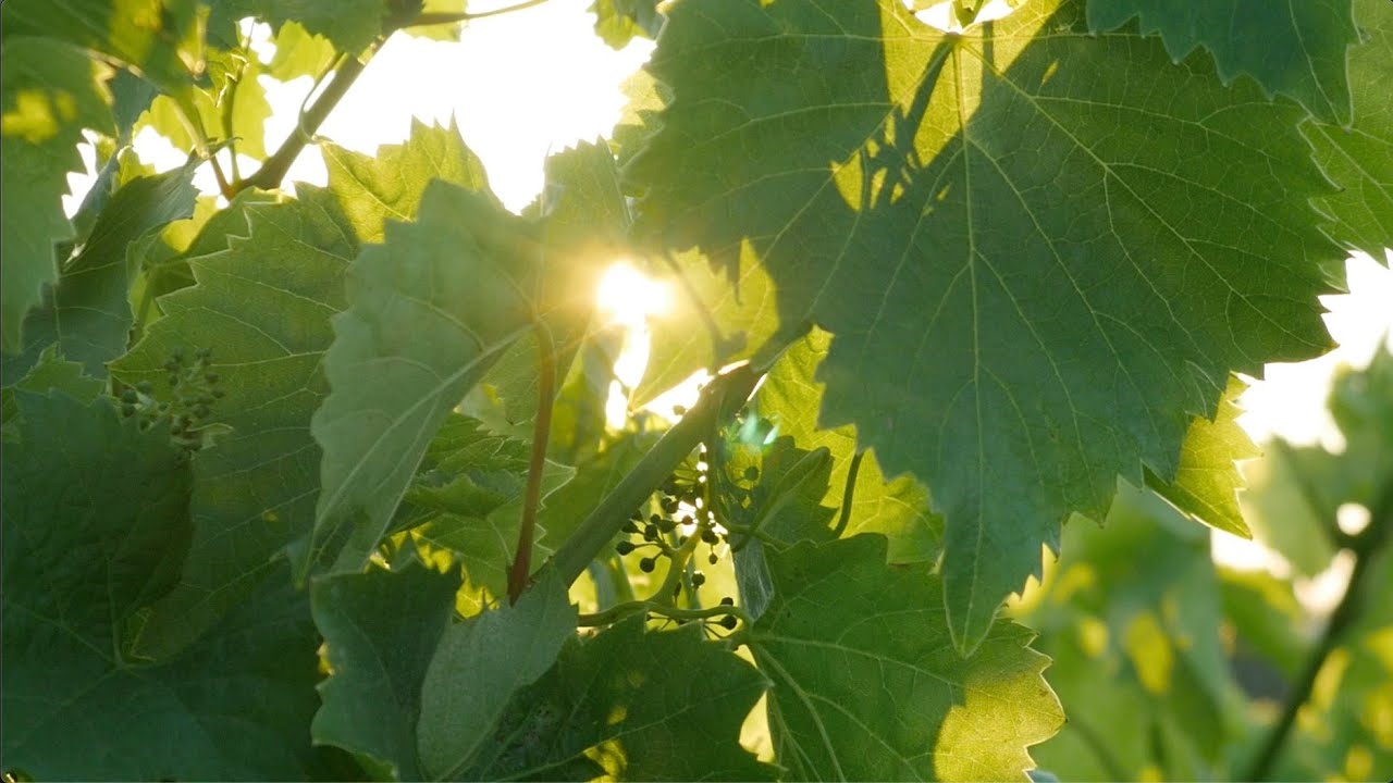 Weingut Franc Arman in Vizinada