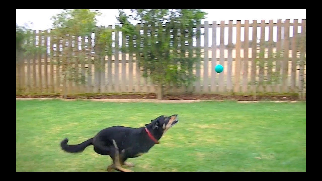 Dog Playing Ball In Epic Slow Motion [HD]