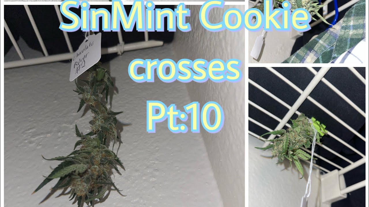 SinMint Cookie crosses from Sin City seeds pt:10 crazy phenos