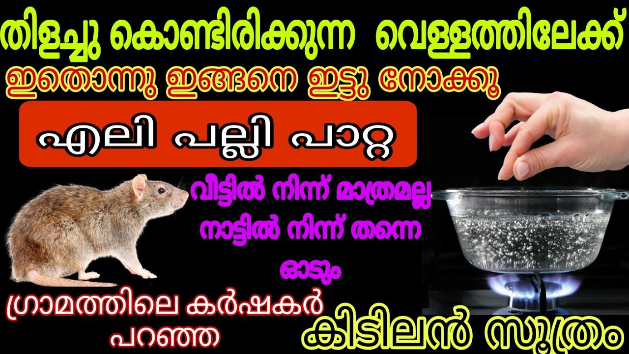 100% എലി പല്ലി പാറ്റ വീട്ടിൽ നിന്ന് മാത്രമല്ല നാട്ടിൽ നിന്ന് തന്നെ ഓടും Easy Powerful Rat Repellent