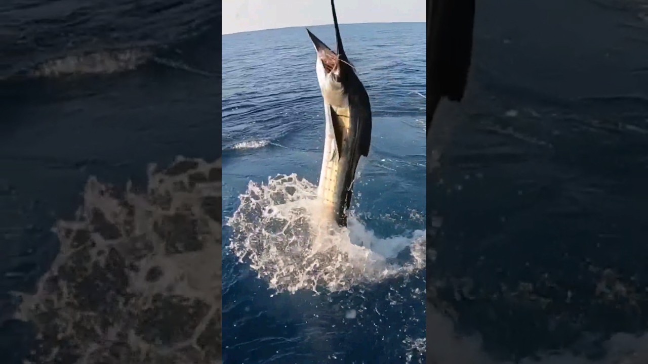 agulh&atilde;o-bandeira, tamb&eacute;m conhecido como agulh&atilde;o-vela #viral #pescaria #mar